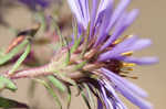 New England aster